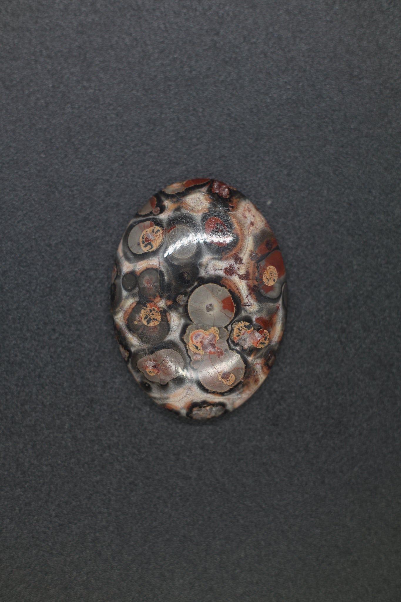 Chrinoid Stem Oval