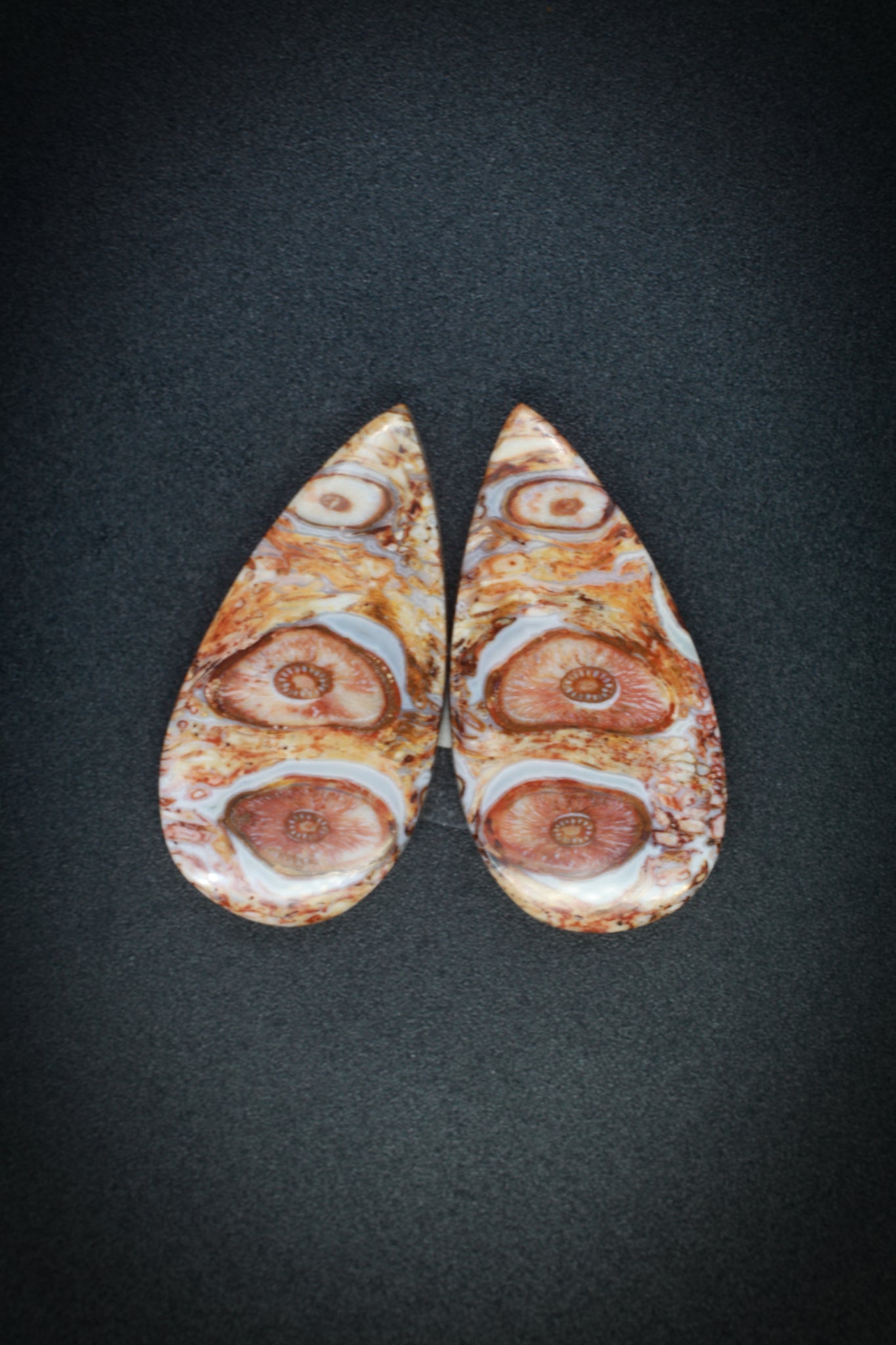 Petrified Palm Root_6