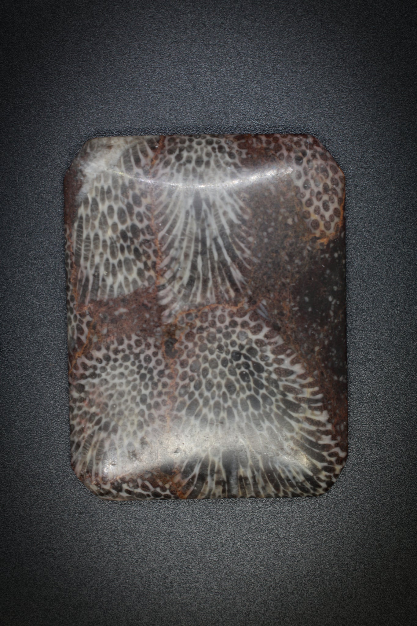 Fossil Palm Wood