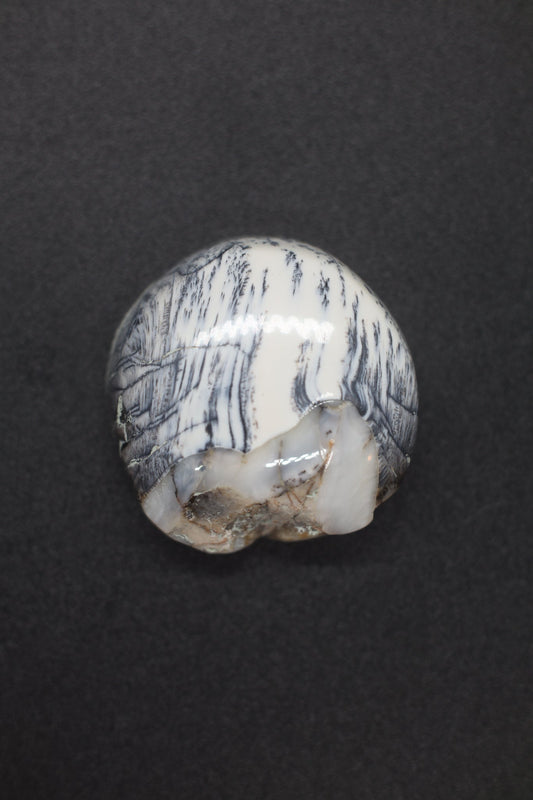 Fossilized Buffalo Tooth Round