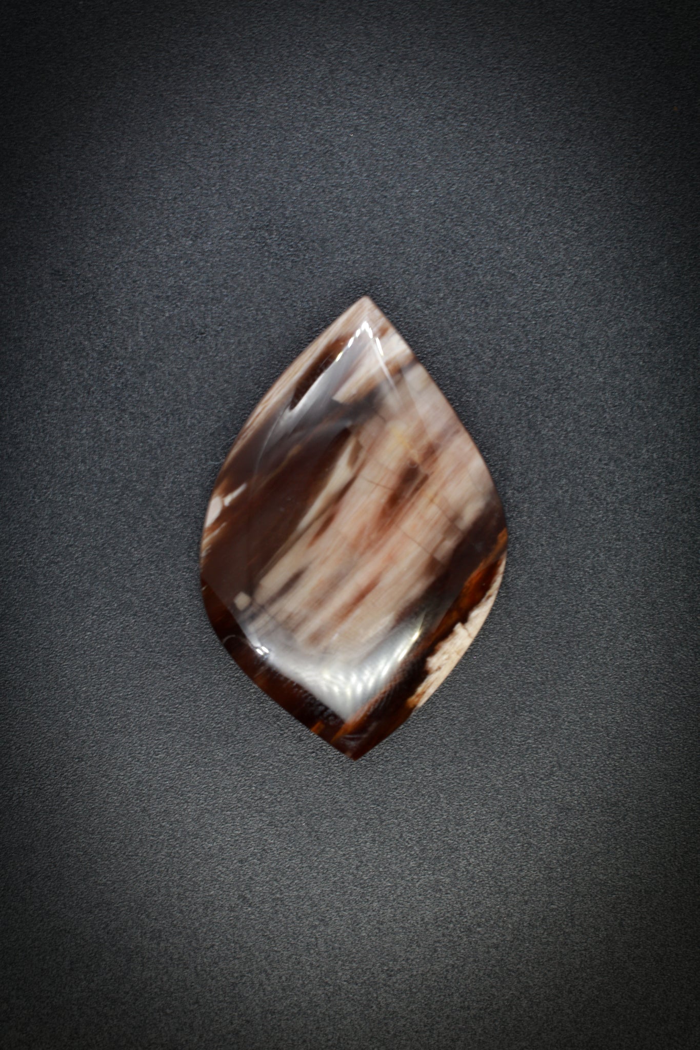 Sonoran Petrified Wood_1