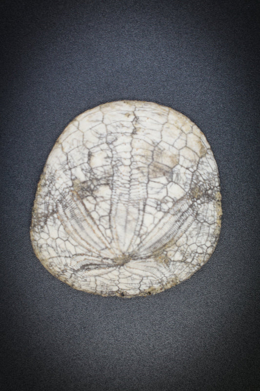 Fossil Sand Dollar_1