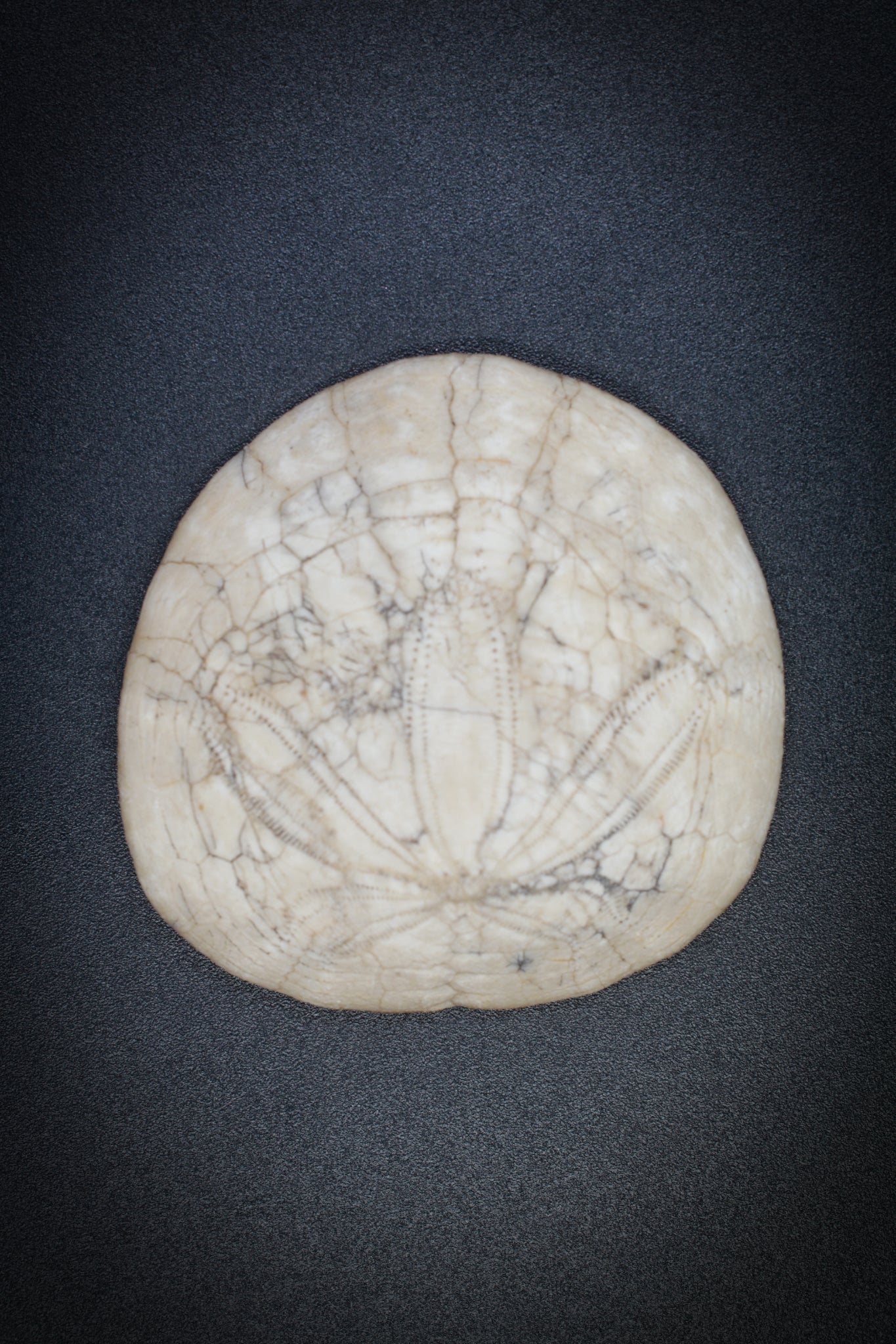 Fossil Sand Dollar_2