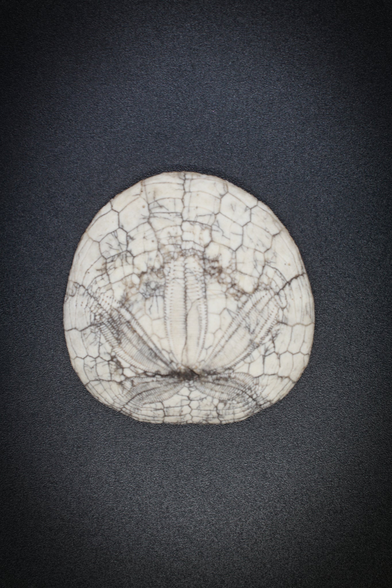 Fossil Sand Dollar_3