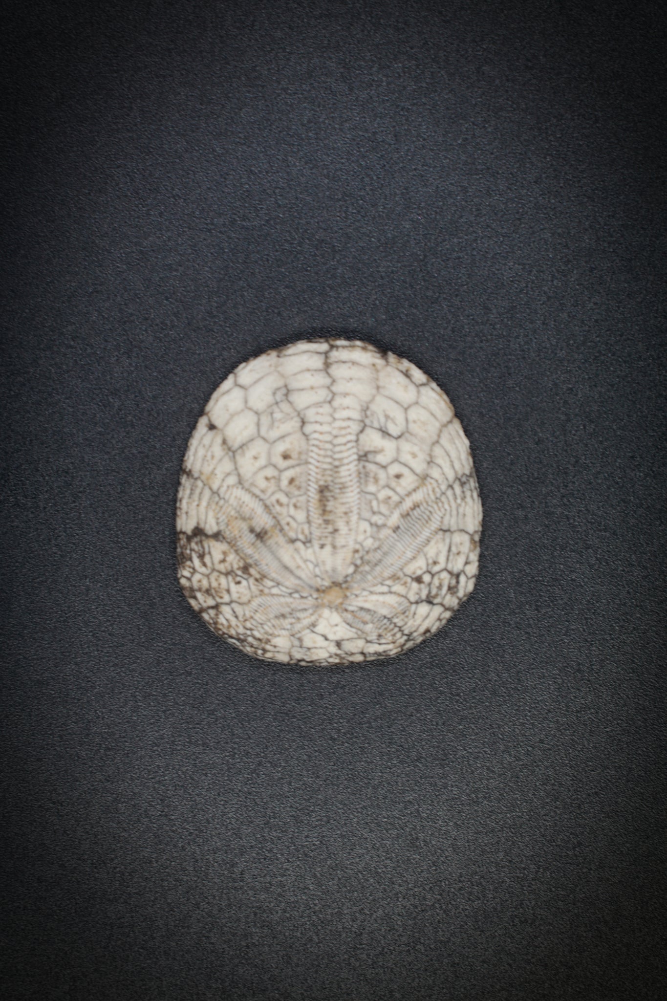 Fossil Sand Dollar_4