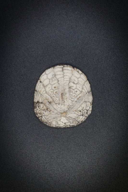 Fossil Sand Dollar_4