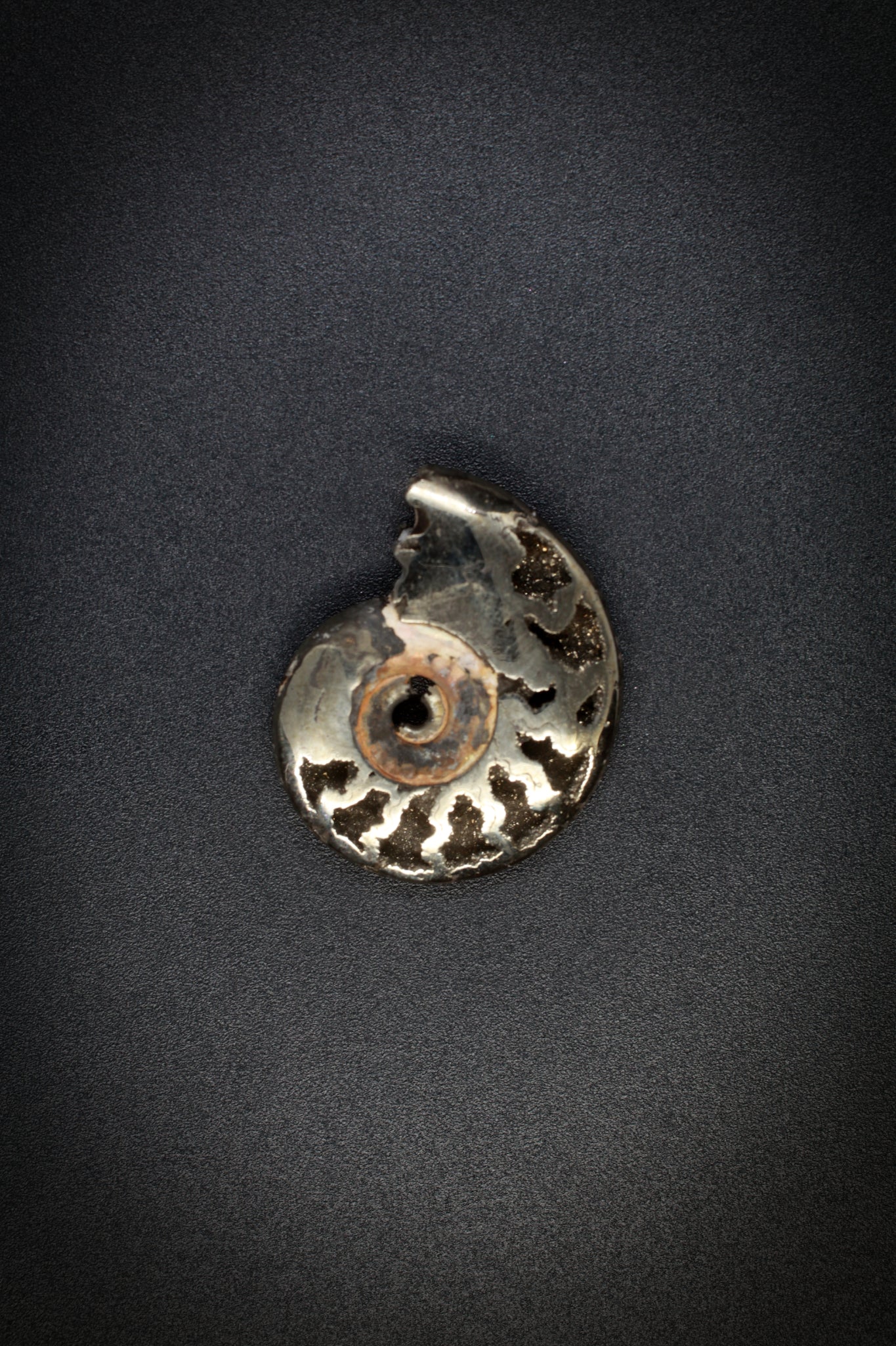 Pyrite Ammonite_3