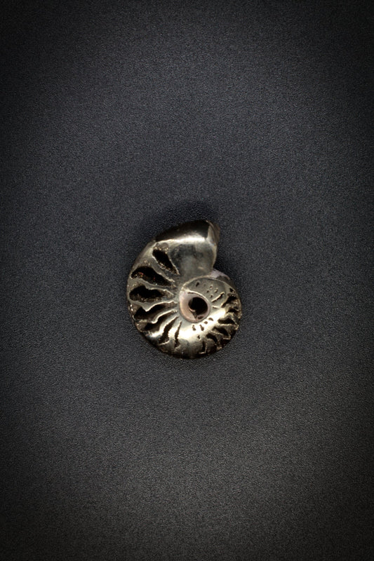 Pyrite Ammonite_5