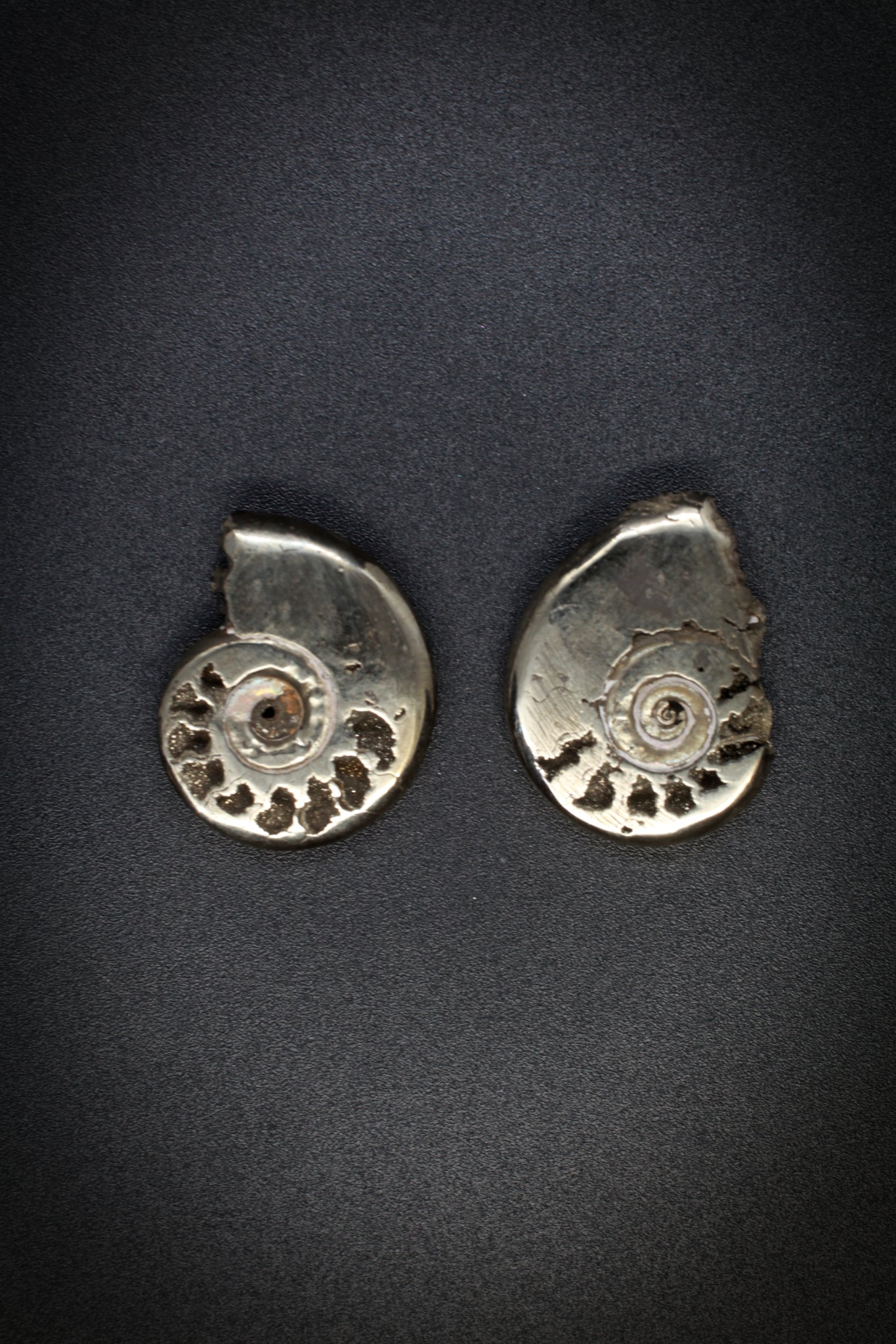 Pyrite Ammonite Pair