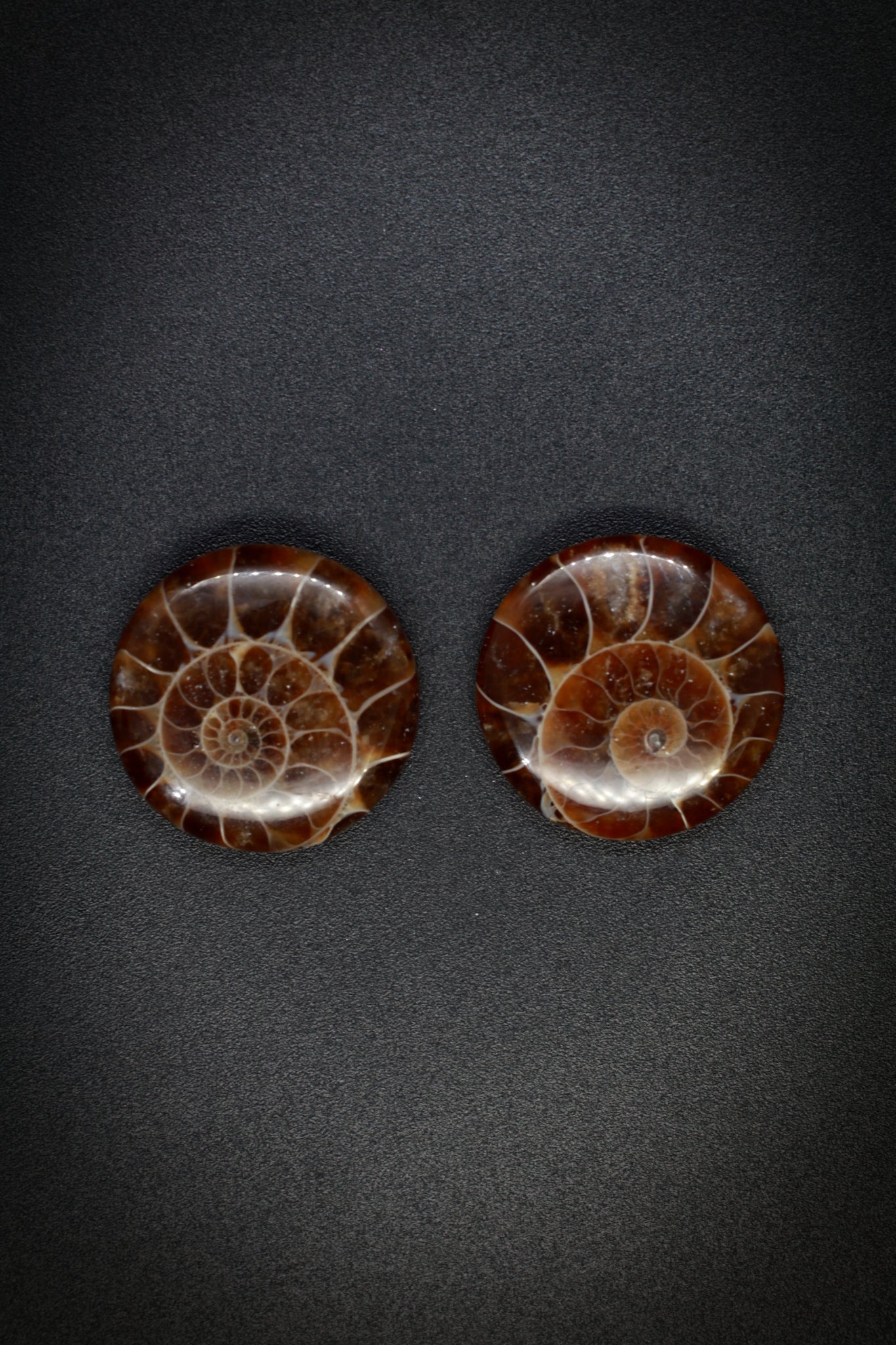 Ammonite Pair Round from Madagascar_1