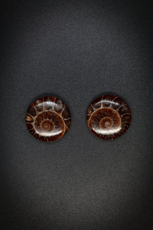 Ammonite Pair Round from Madagascar_2