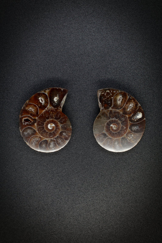 Ammonite Matched Pair from Madagascar