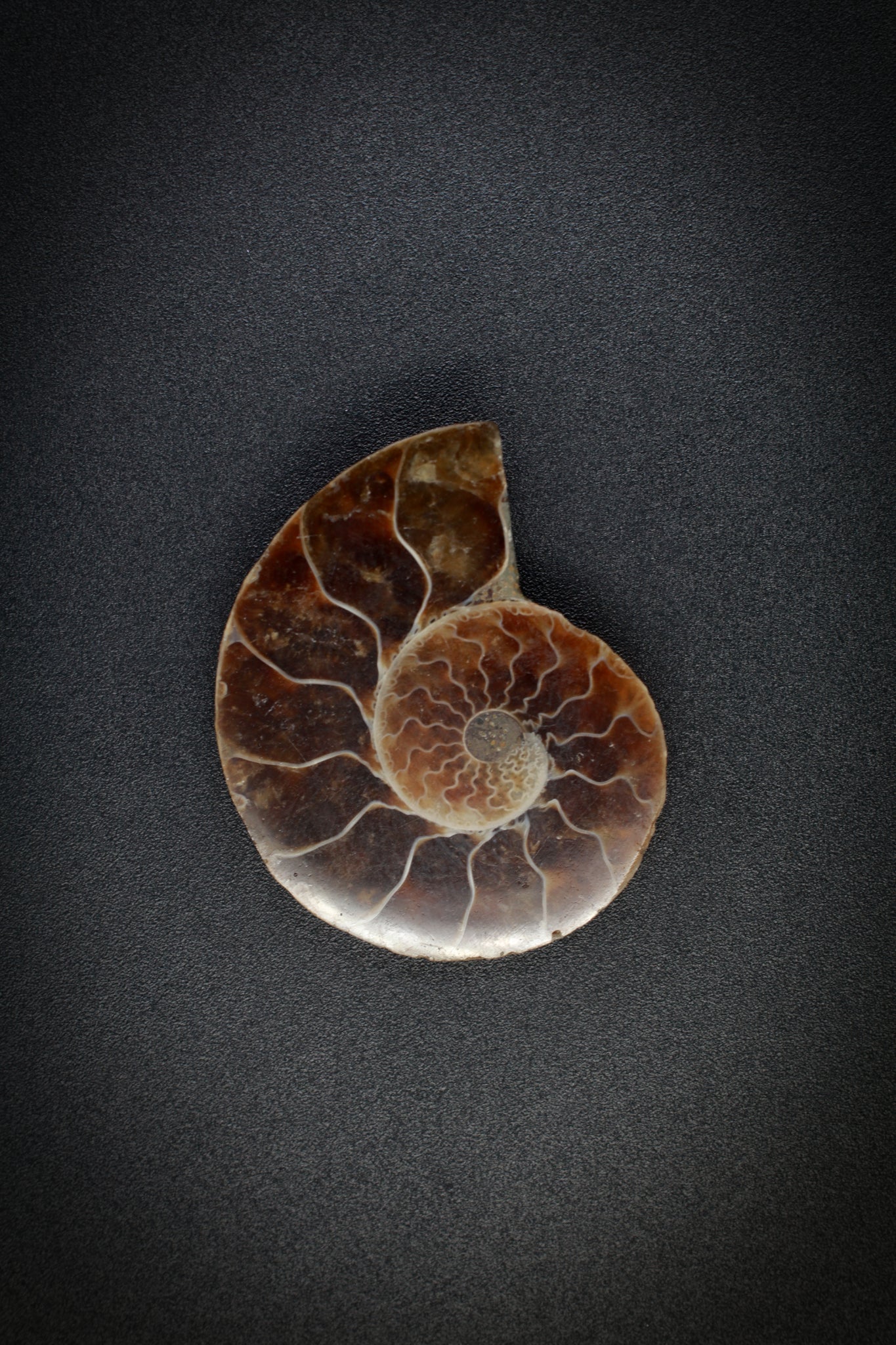 Ammonite Single from Madagascar