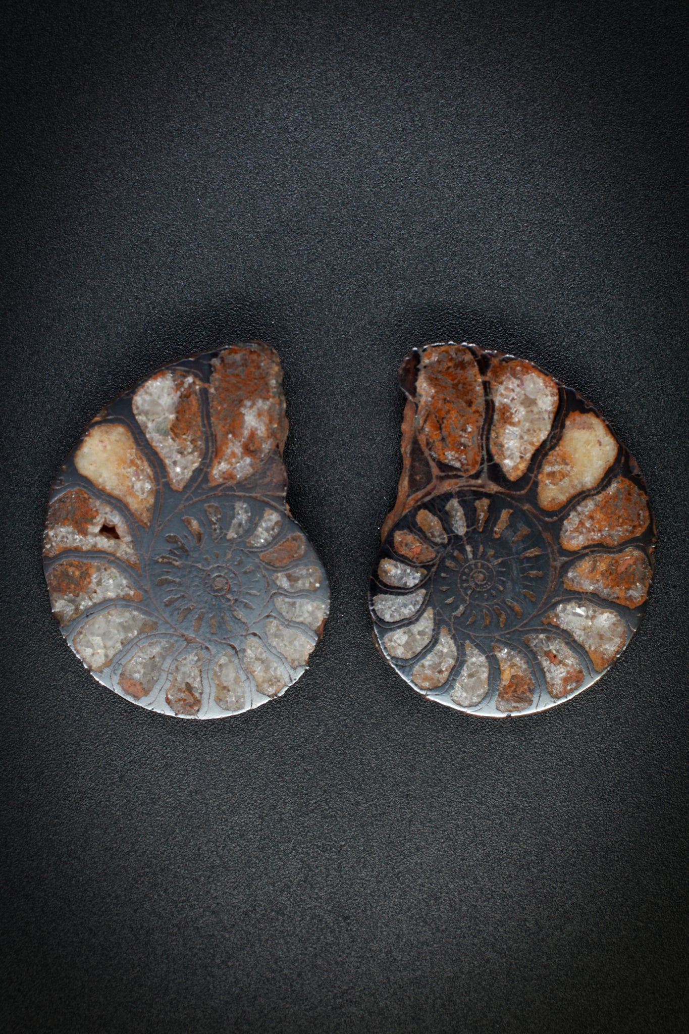 Ammonite Matched Pair from Morocco_1