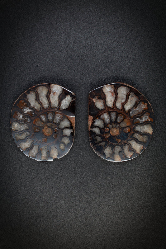 Ammonite Matched Pair from Morocco_2