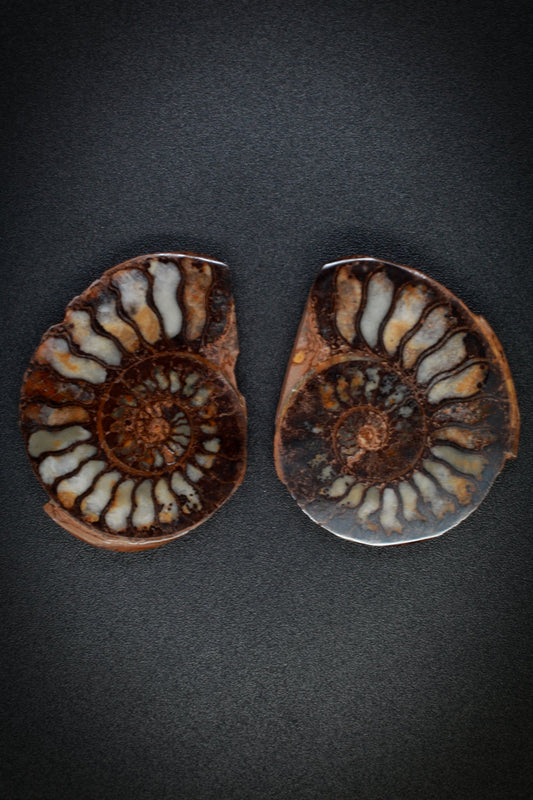 Ammonite Matched Pair from Morocco_3