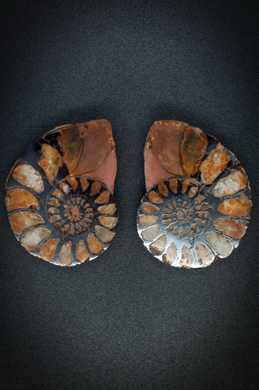 Ammonite Matched Pair from Morocco_4