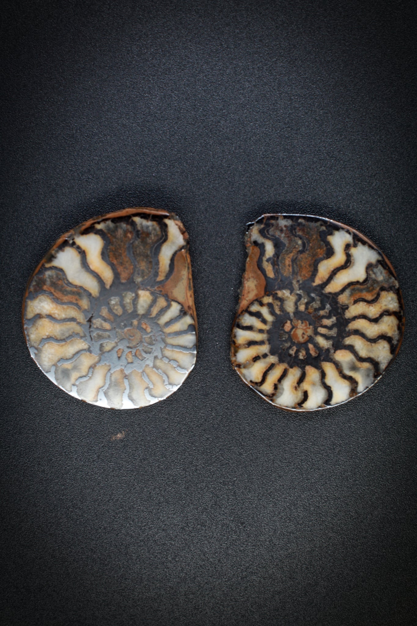 Ammonite Matched Pair from Morocco_5