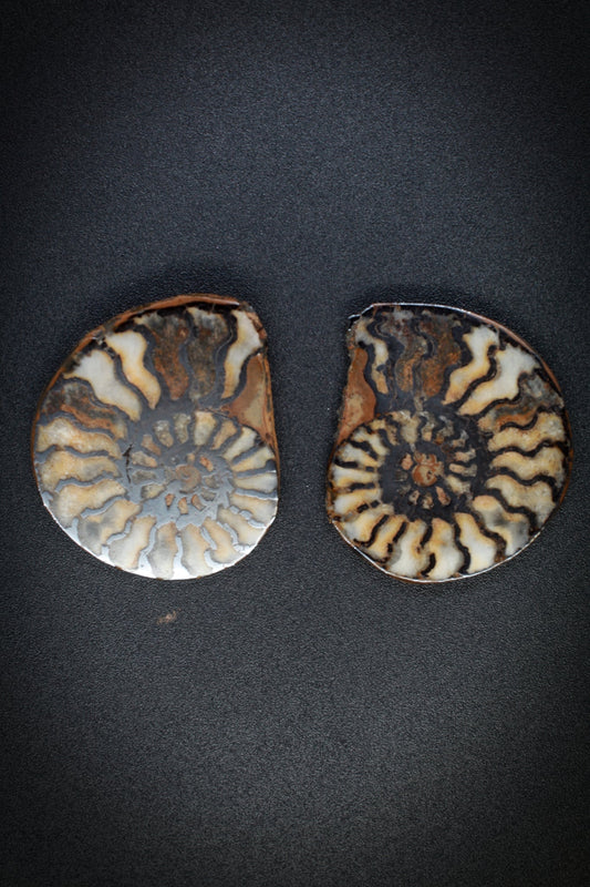 Ammonite Matched Pair from Morocco_5