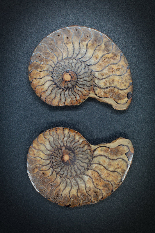 Ammonite Matched Pair from Morocco_7