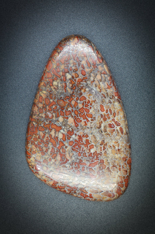 Fossilized Dinosaur Bone_3