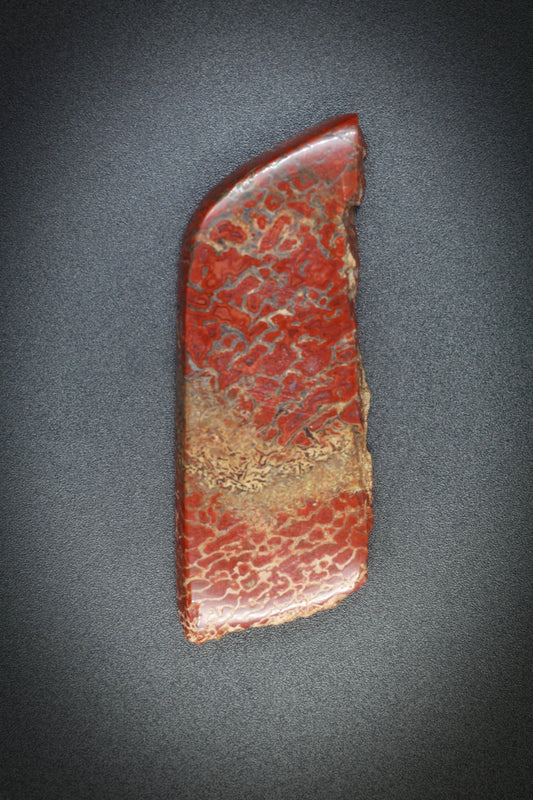 Fossilized Dinosaur Bone_6