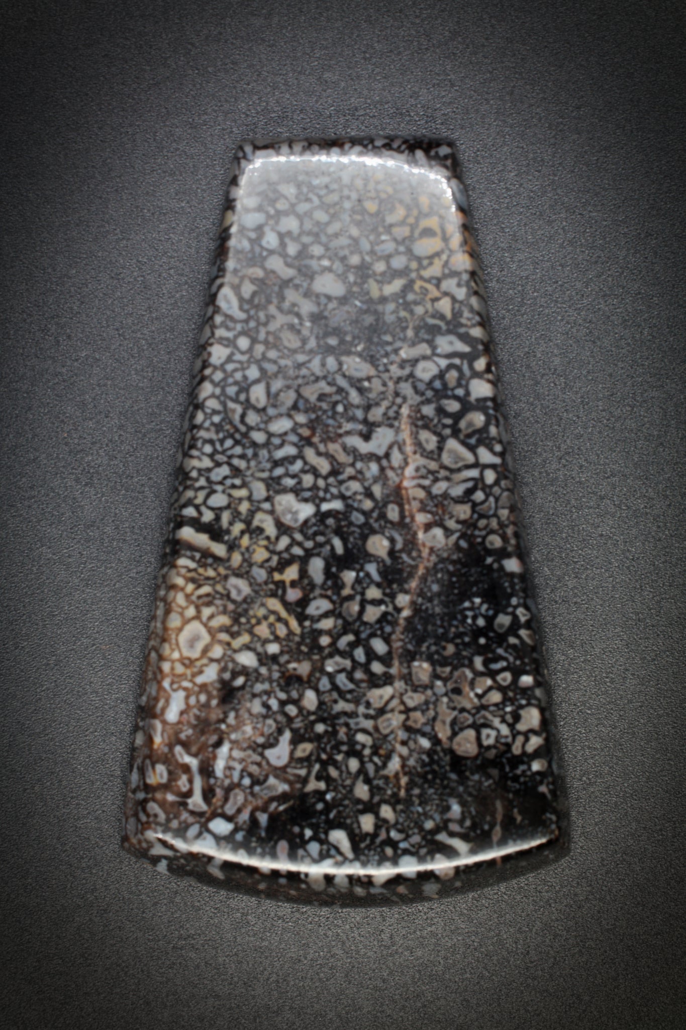 Fossilized Dinosaur Bone_7