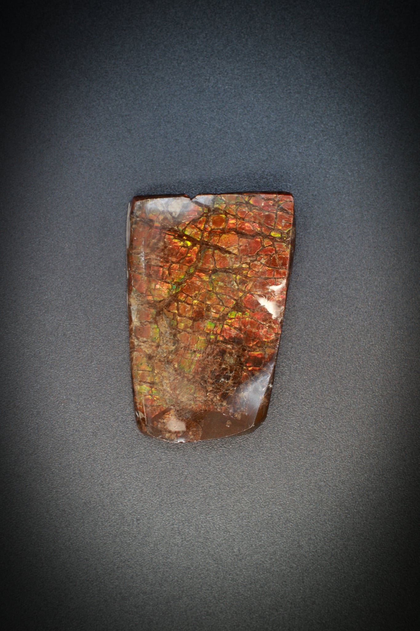 Ammolite_1