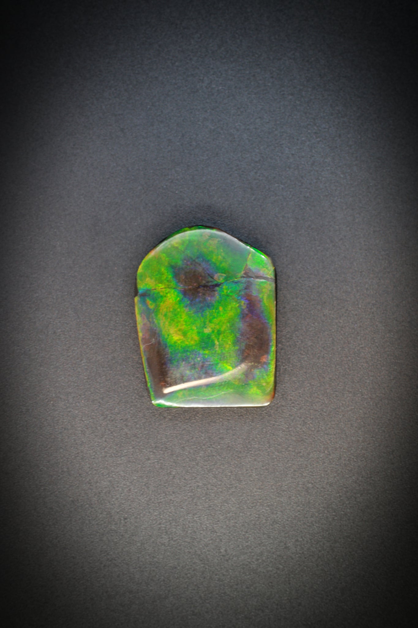 Ammolite_2