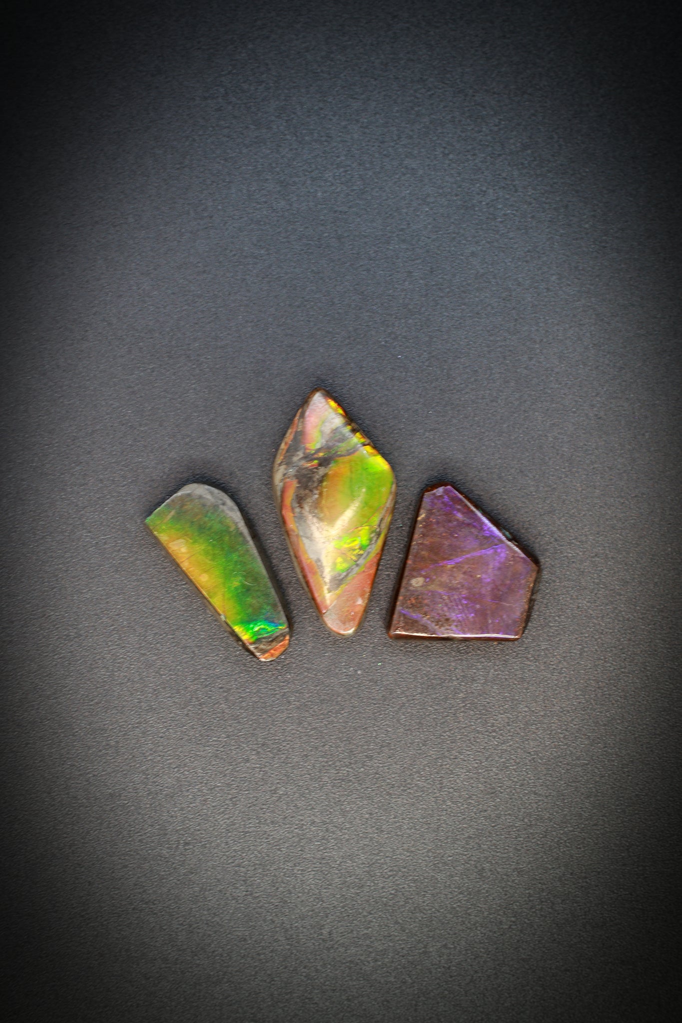 Ammolite Lot