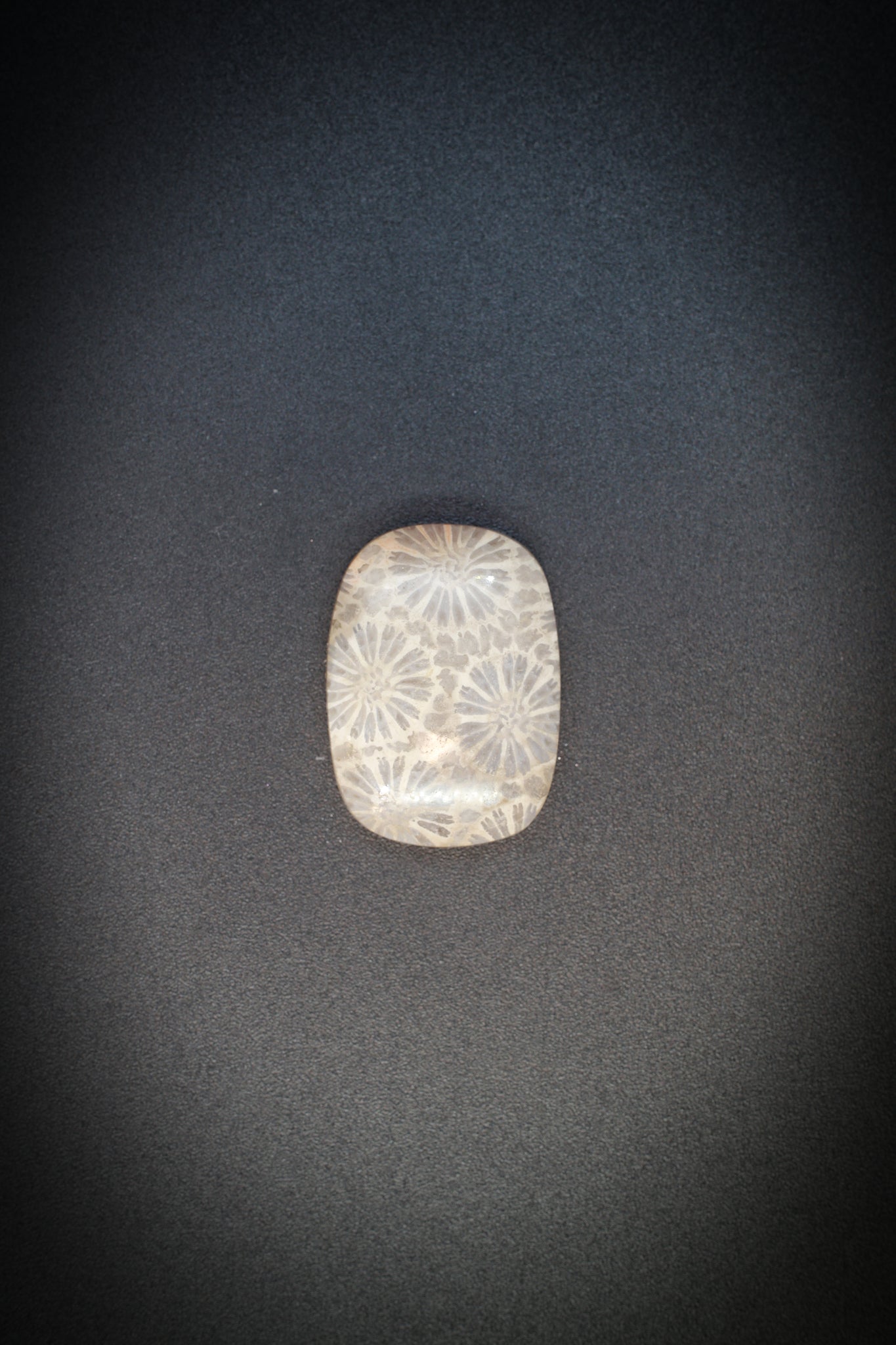 Fossil Coral from Indonesia